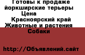 Готовы к продаже йоркширские терьеры › Цена ­ 15 000 - Красноярский край Животные и растения » Собаки   